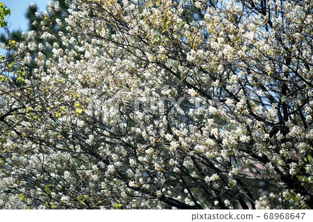 Sakura Shidesakura Flower 68968647