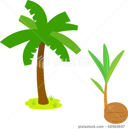 Young trees from palm trees and palm seeds Young trees from palm trees and palm seeds 68968697