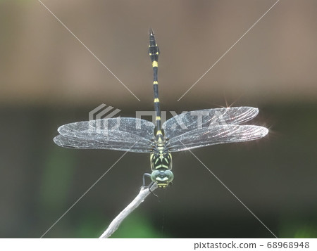 Taiwan Uchiwayama that stops at the tip of a branch Taiwan Uchiwayama that stops at the tip of a branch 68968948