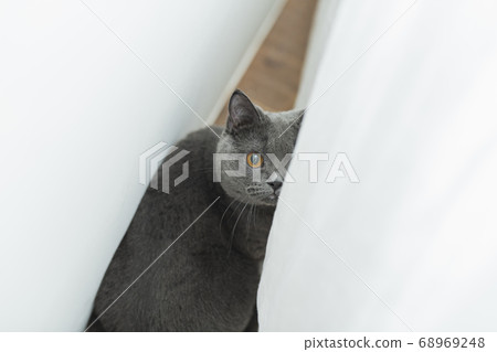 Cat hiding in the gap between curtains 68969248