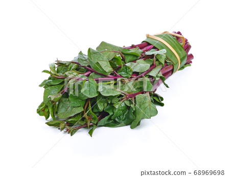 Ceylon spinach or Malabar spinach isolated on 68969698