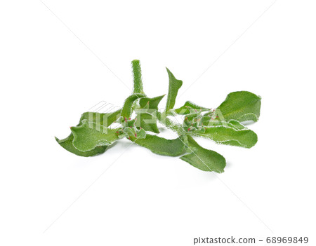 ice plant vegetable green leaf isolated on white 68969849