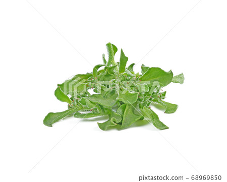 ice plant vegetable green leaf isolated on white 68969850