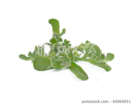 ice plant vegetable green leaf isolated on white 68969851