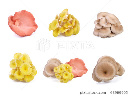 mushroom isolated on white background mushroom isolated on white background 68969905