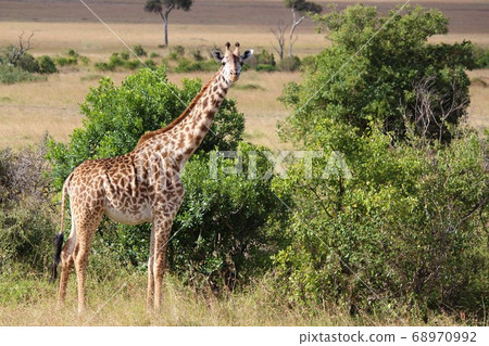 Giraffe in Masai Mara Kenya looking far away in Masai Mara, Kenya Giraffe in Masai Mara Kenya looking far away in Masai Mara, Kenya 68970992