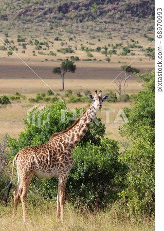 Giraffe in Masai Mara Kenya looking far away in Masai Mara, Kenya Giraffe in Masai Mara Kenya looking far away in Masai Mara, Kenya 68970993