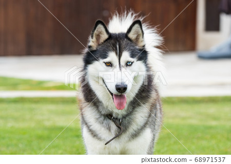 Very cute siberian husky dog in a summer day closeup. Selective focus 68971537