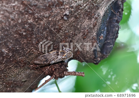 Nice toy Nice toy 68971696