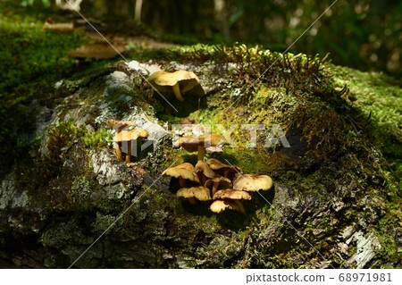 Mushrooms on the side of the Tama River Mushrooms on the side of the Tama River 68971981