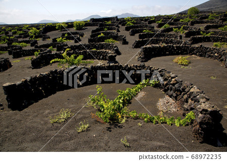 grapes wall crops viticulture  winery lanzarote 68972235