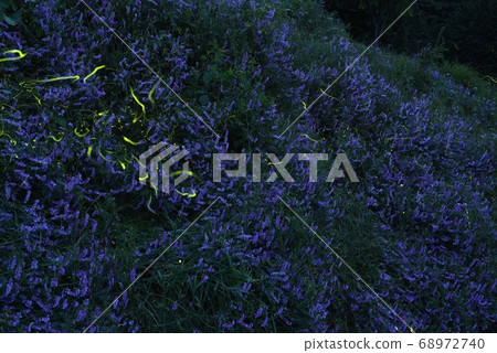 長野伊那郡龍野螢火蟲道公園的源氏螢火蟲軌跡和熏衣草 68972740