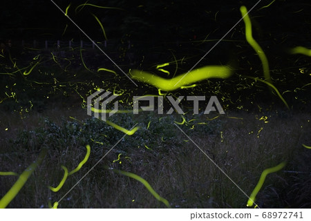 長野伊那郡龍野螢道公園的源氏螢火蟲軌跡 68972741