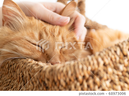 Live with a cat, tea tabby cat Live with a cat, tea tabby cat 68973006
