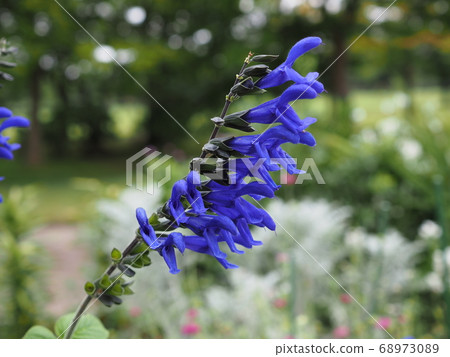 草甸鼠尾草 68973089