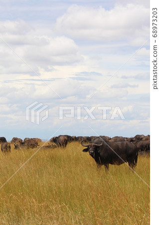 Herd of Buffaloes in Kenya, a buffalo herd in Masai Mara, Kenya Herd of Buffaloes in Kenya, a buffalo herd in Masai Mara, Kenya 68973203