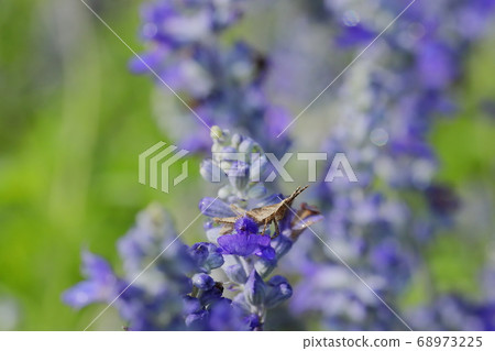Ombu Locust and Salvia Farinacea 68973225