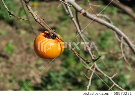 Persimmon tree in the garden 68973251