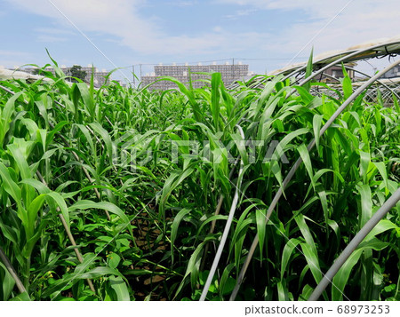 Sorghum summer field landscape 68973253