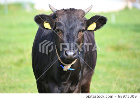 Japanese beef Japanese beef 68973309