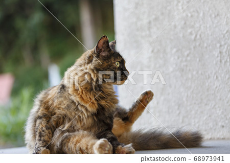 Cat grooming Cat grooming 68973941