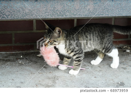 流浪貓父母和孩子與貓一起玩耍而不會被雨季困住 流浪貓父母和孩子與貓一起玩耍而不會被雨季困住 68973959
