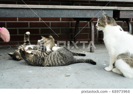 流浪貓父母和孩子與貓一起玩耍而不會被雨季困住 68973968