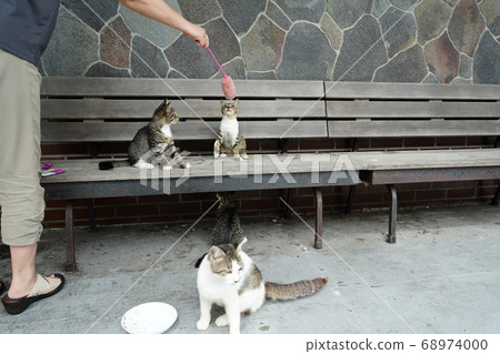 流浪貓父母和孩子與貓一起玩耍而不會被雨季困住 流浪貓父母和孩子與貓一起玩耍而不會被雨季困住 68974000