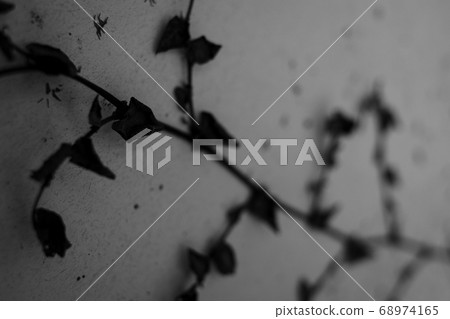 柵欄和常春藤 68974165