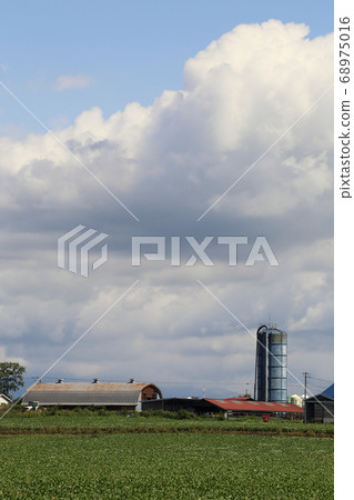 Scenery with farms in the Tokachi region of Hokkaido 68975016
