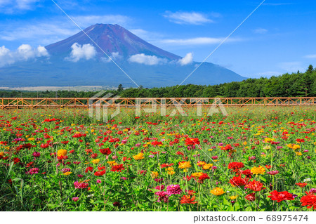 Flower field of Zinnia, Lake Yamanaka Hananoto Park Flower field of Zinnia, Lake Yamanaka Hananoto Park 68975474