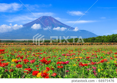 百日草的花田,山中湖花之鄉公園 百日草的花田,山中湖花之鄉公園 68975476