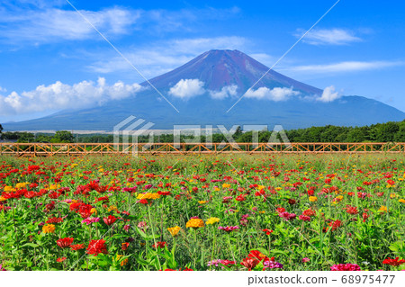 百日草的花田,山中湖花之鄉公園 百日草的花田,山中湖花之鄉公園 68975477