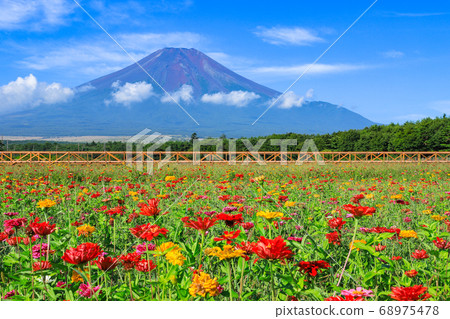 Flower field of Zinnia, Lake Yamanaka Hananoto Park Flower field of Zinnia, Lake Yamanaka Hananoto Park 68975478
