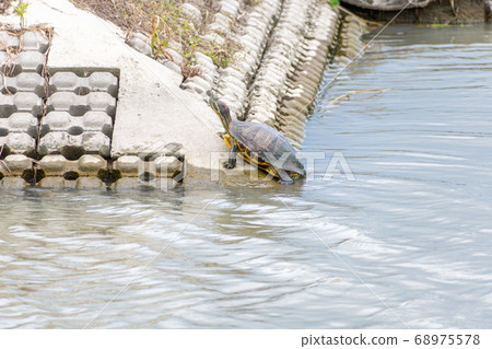 Turtle (turtle) taking a break from the river in the canal Turtle (turtle) taking a break from the river in the canal 68975578