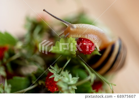 Close up of cute snail with horns and striped 68975607