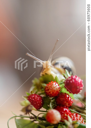 Close up of cute snail with horns and striped 68975608