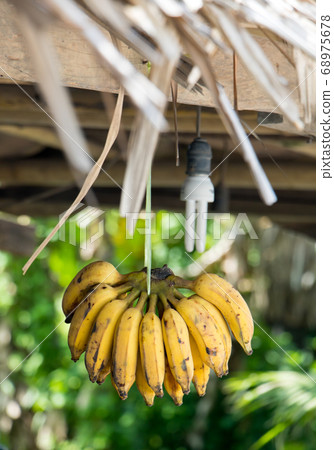 bunch of bananas hanging in a shop on the road bunch of bananas hanging in a shop on the road 68975678