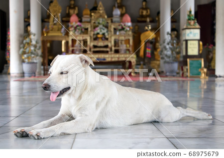 dog lying in a Buddhist temple dog lying in a Buddhist temple 68975679