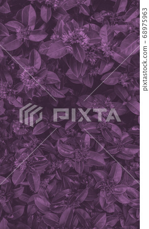 Duotone flowers on dark green, vertical template. 68975963