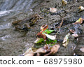 Toad 68975980