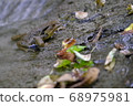 Toad 68975981