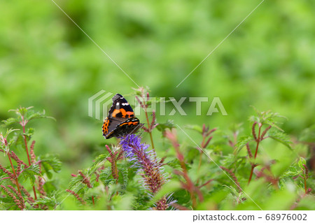 A butterfly, a butterfly that stops at Kugaiso in Mt. Ibuki 68976002