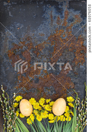 Easter Eggs flower of  coltsfoot and branch with  68976058