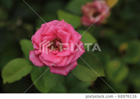 荒尾市Ooyamai市民花床玫瑰花 荒尾市Ooyamai市民花床玫瑰花 68976116