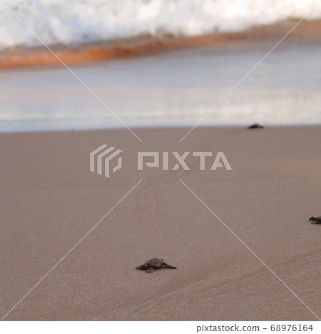 Baby turtles making it's way to the ocean 68976164