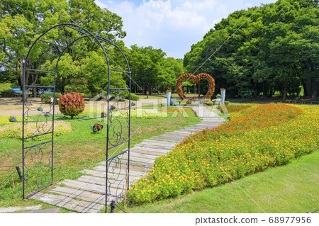 長居植物園的夏花 照片素材 圖片 圖庫