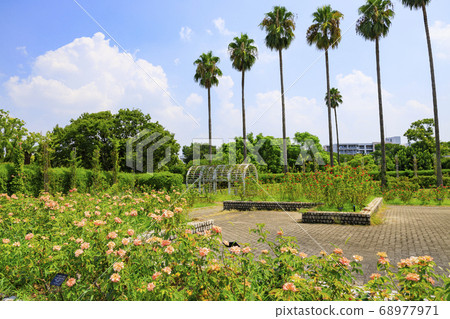 長居植物園的夏花 照片素材 圖片 圖庫