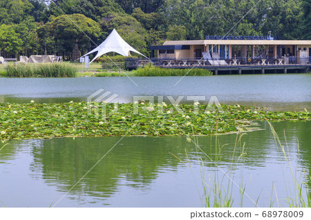 長居植物園的夏花 照片素材 圖片 圖庫