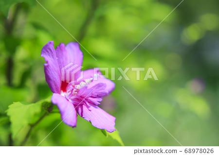 Nagai Botanical Garden Summer Flowers Nagai Botanical Garden Summer Flowers 68978026